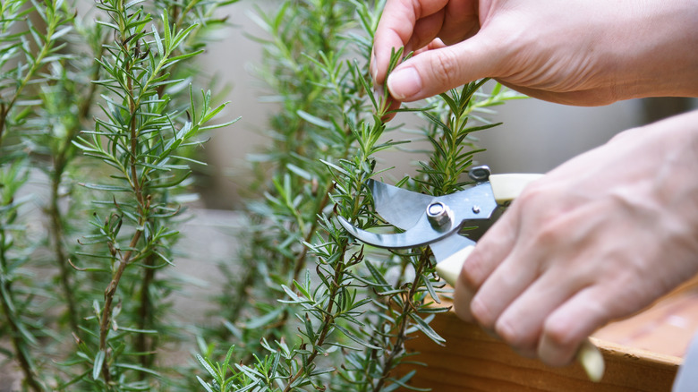 pruning a rosemary bush