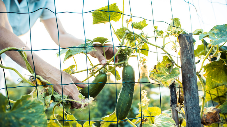Person picking zucchini from plant