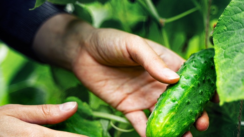 Man picking cucumbers 