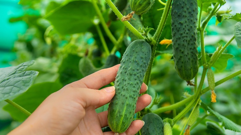 Inspecting cucumbers on the vine 