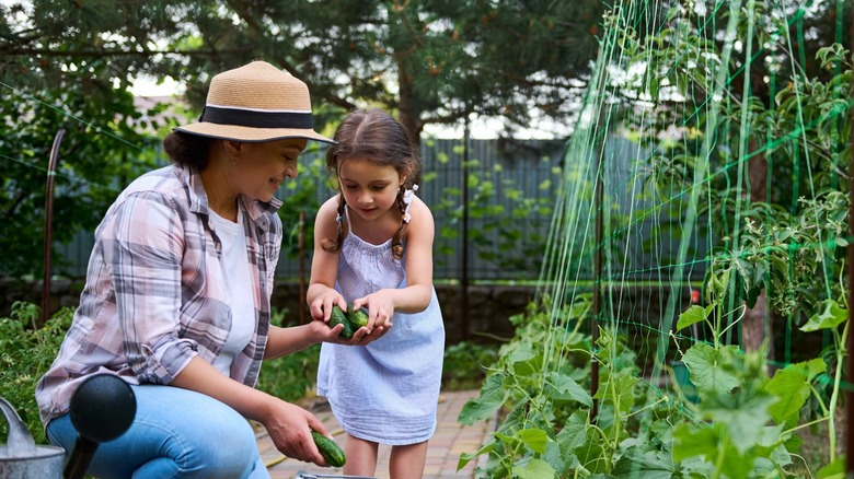 Woman and child picking cucumbers 