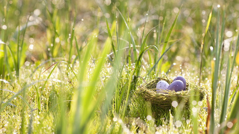 eggs in bird nest