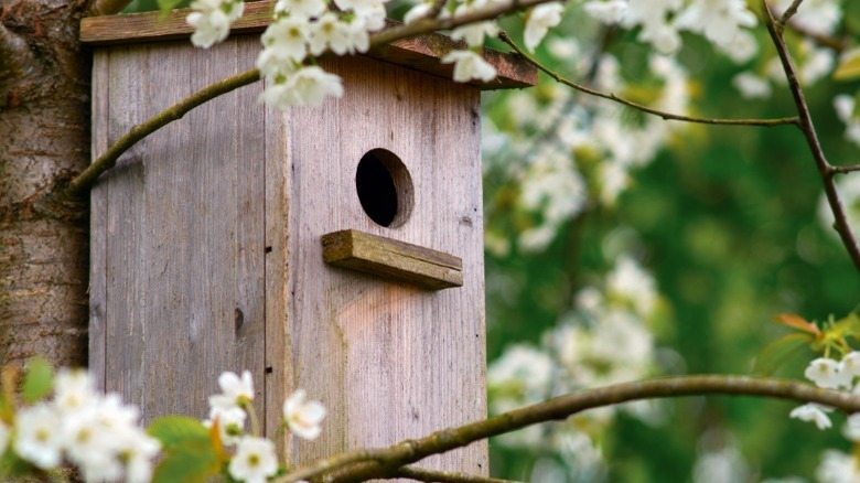 birdhouse on tree