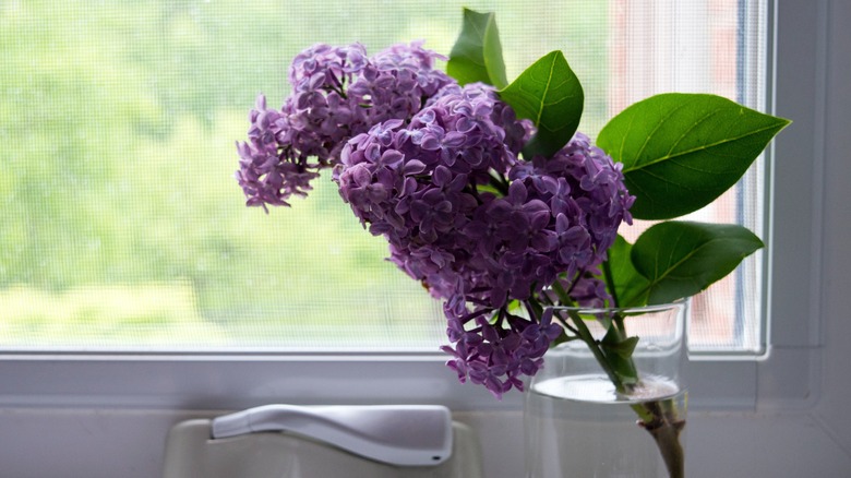 Cut lilac flowers in vase