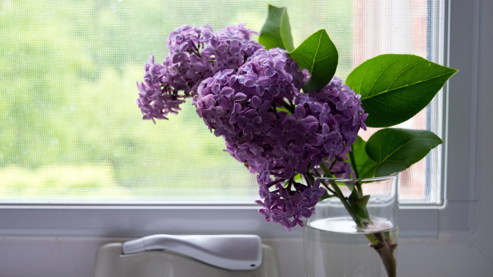 How And When To Propagate Lilacs – House Digest