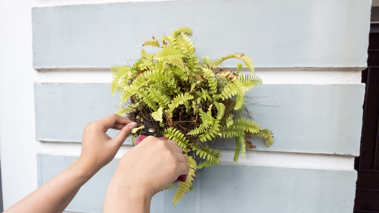 woman pruning a wall mounted fern