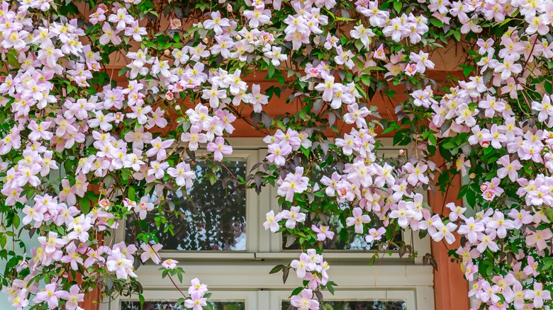pink clematis flowers