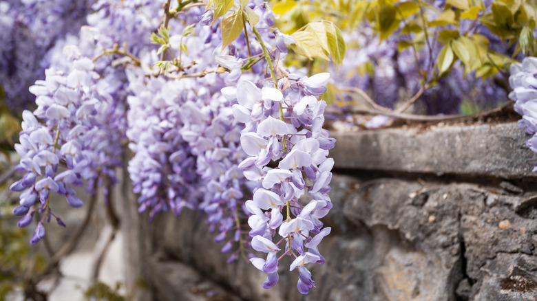 wisteria blooms