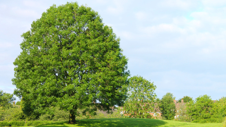 tall ash tree