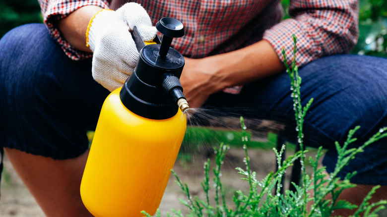 spraying plant