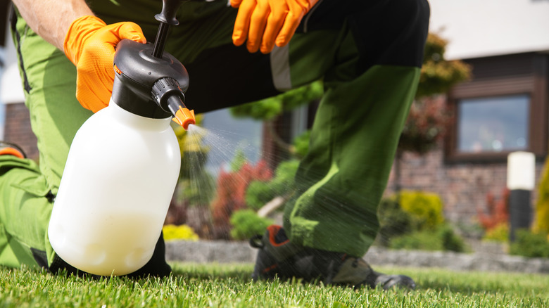 spraying yard