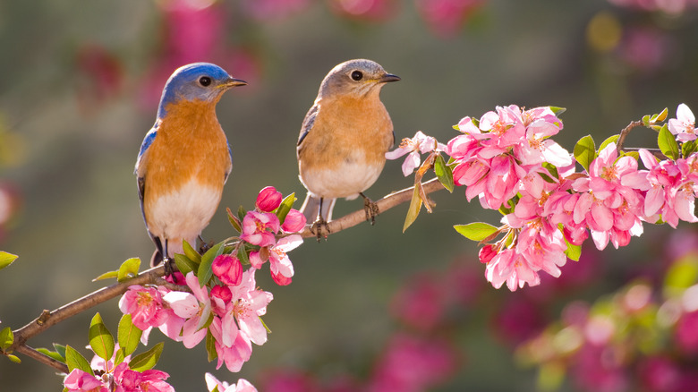 Birds on tree 