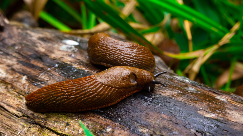 Two slugs hanging out on a log