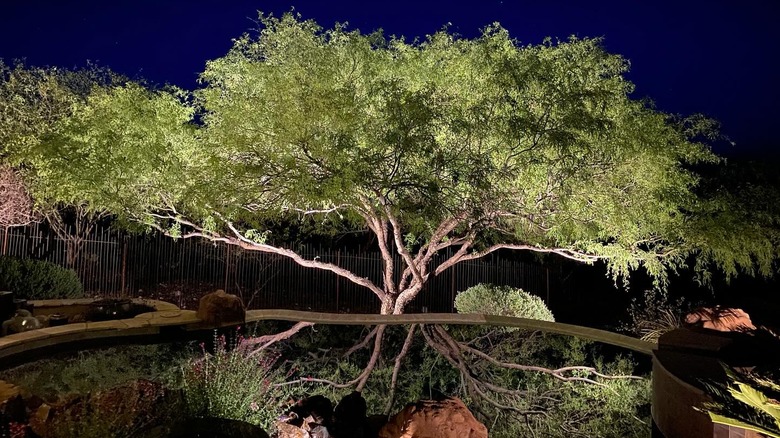 A garden with tree and pond are gently lit from the bottom.