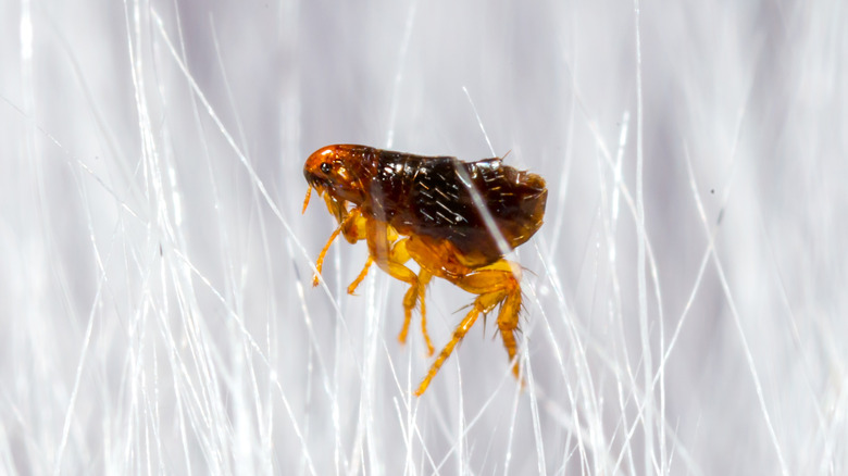 Close up of a flea