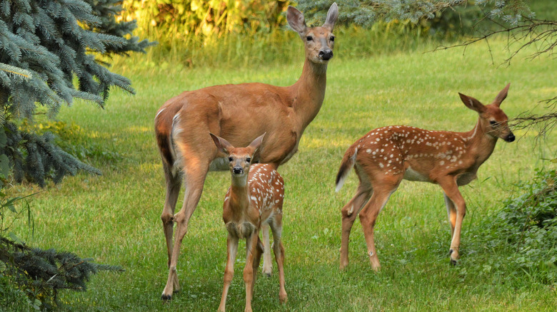 Deer in backyard