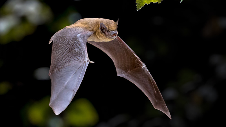 brown bat flying