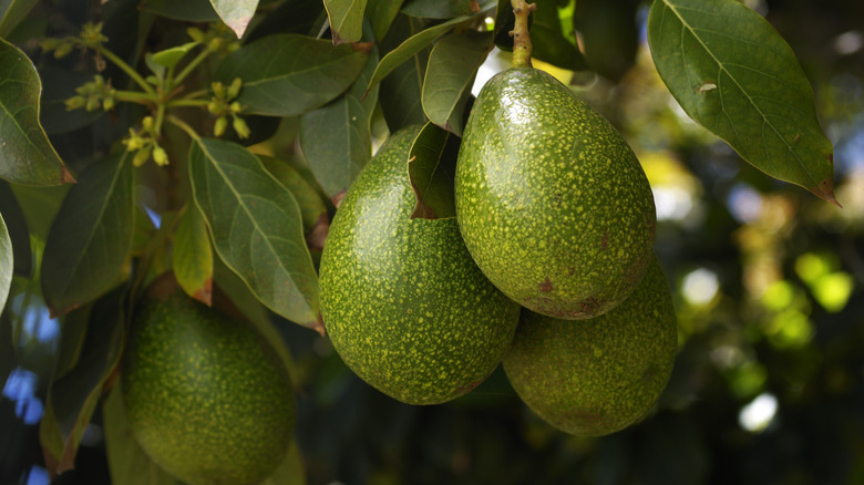 avocados on tree