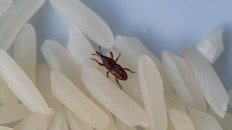 weevil on Jasmine rice