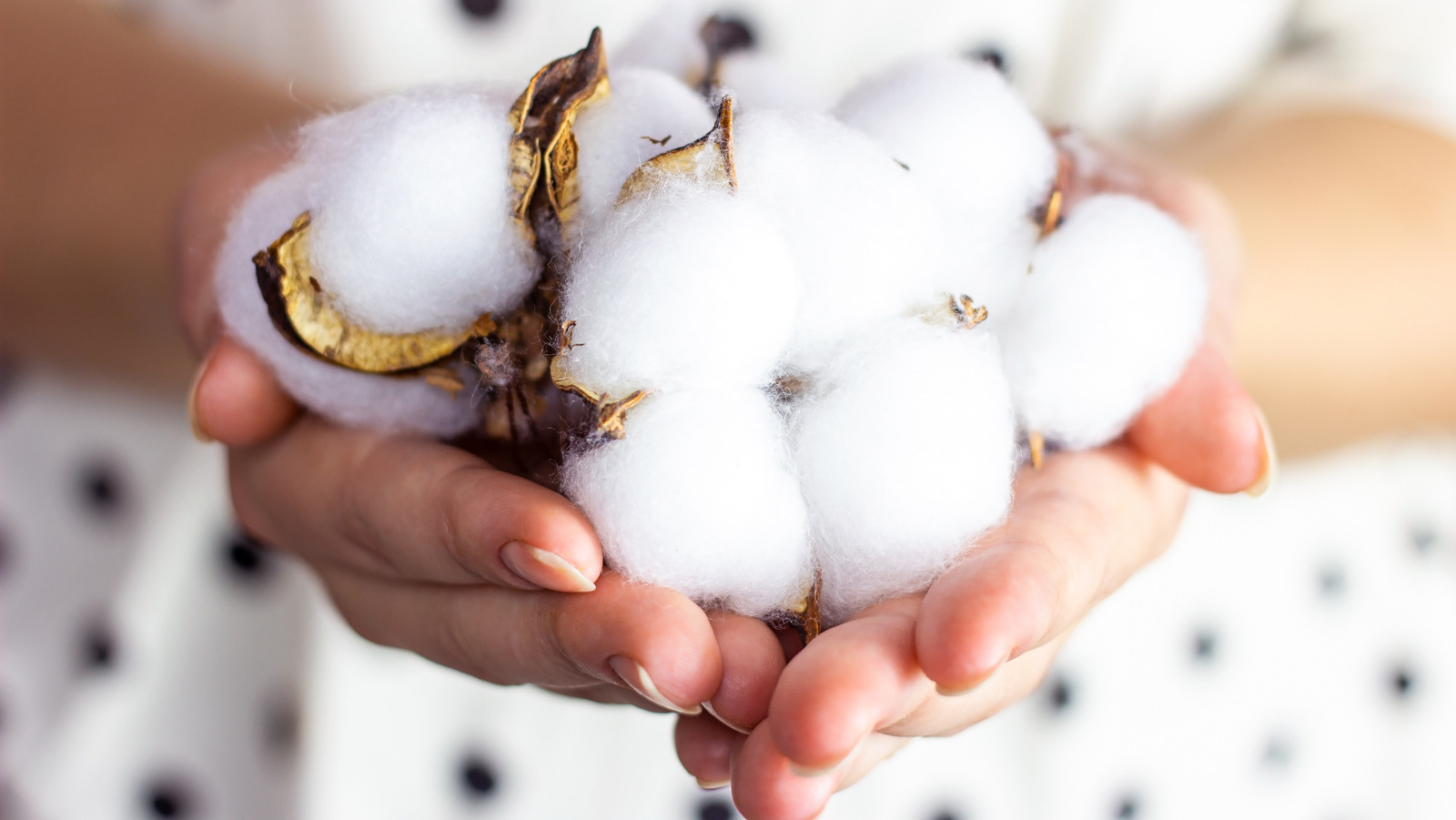 How Cotton Balls Can Make Your Cut Flowers Last Longer