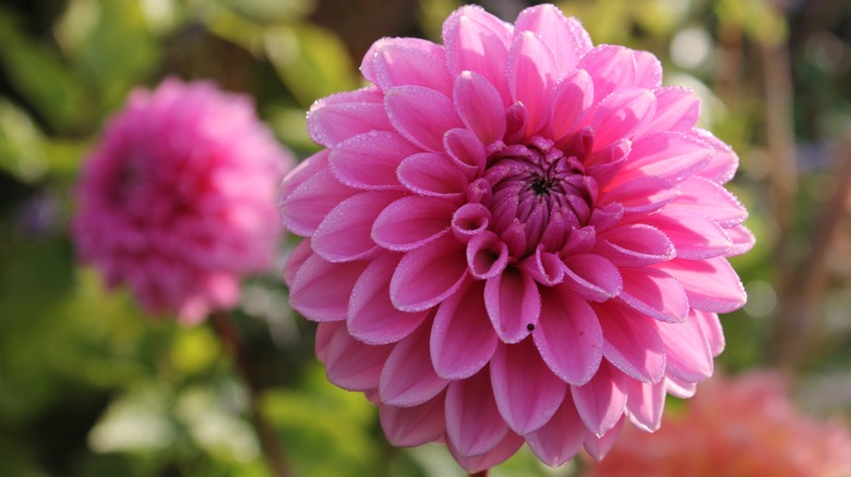 Large pink dahlia flower 