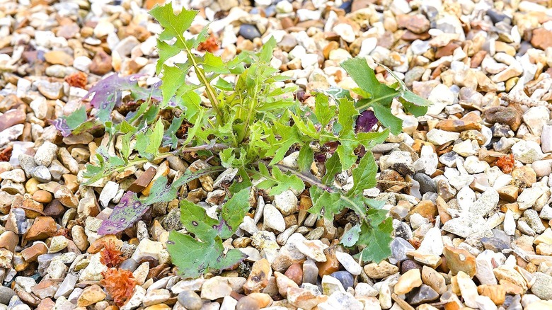 Close-up of a weed growing out from a gravel surface like a gravel driveway