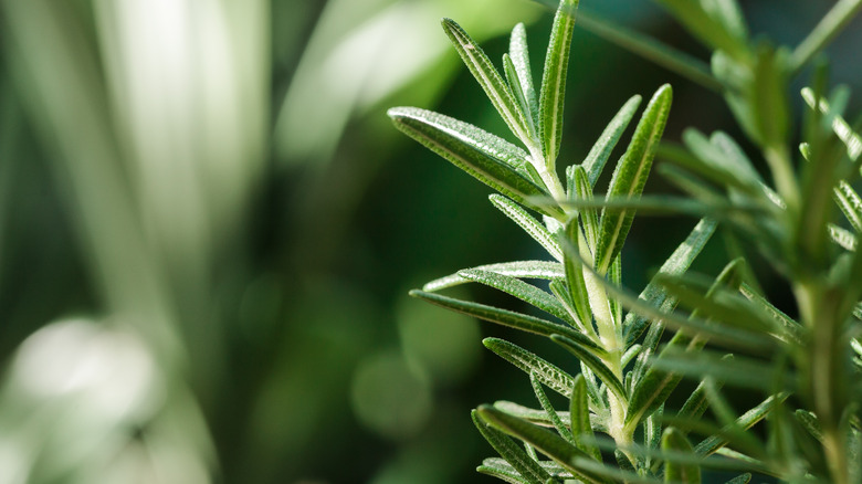 Close-up of herb plant
