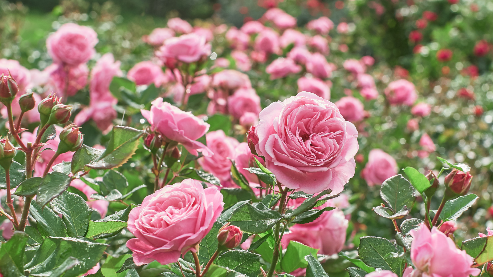 How Do Garden Roses Differ From Standard Roses?