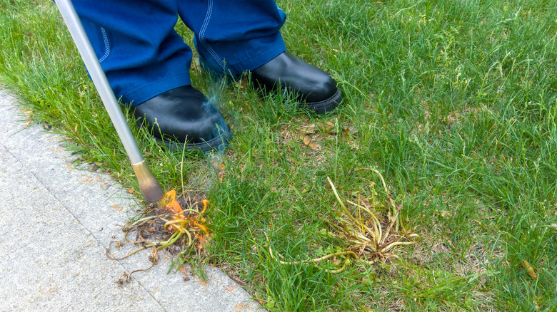 A flame-weeder helps control weeds organically
