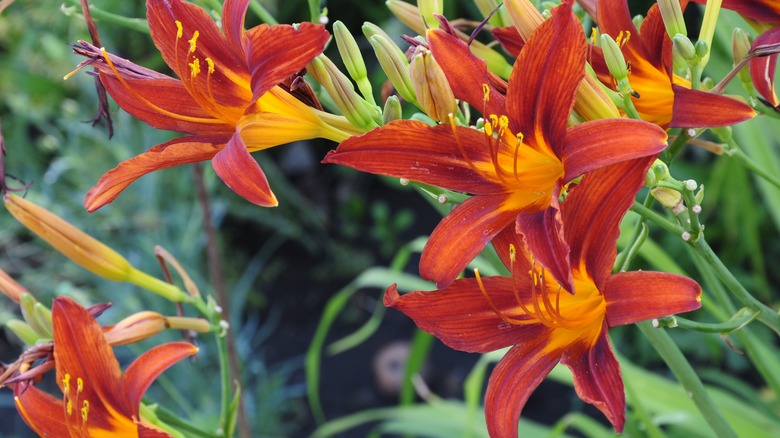 Daylilies in garden