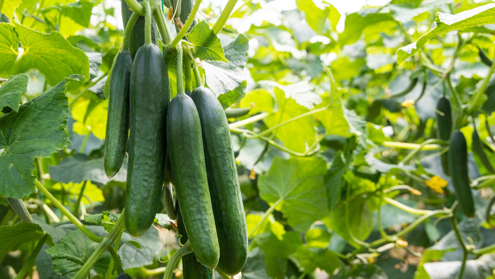 How Far Apart Should Cucumbers Be Planted In The Garden?