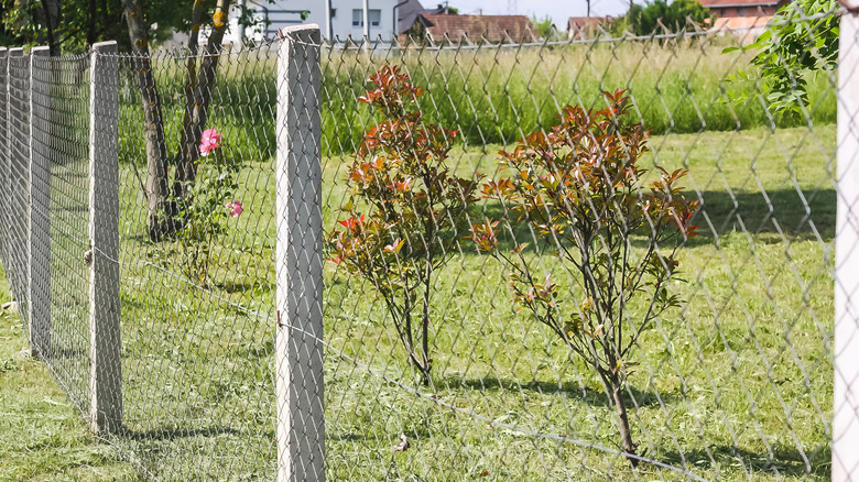 Young trees planted along a property line