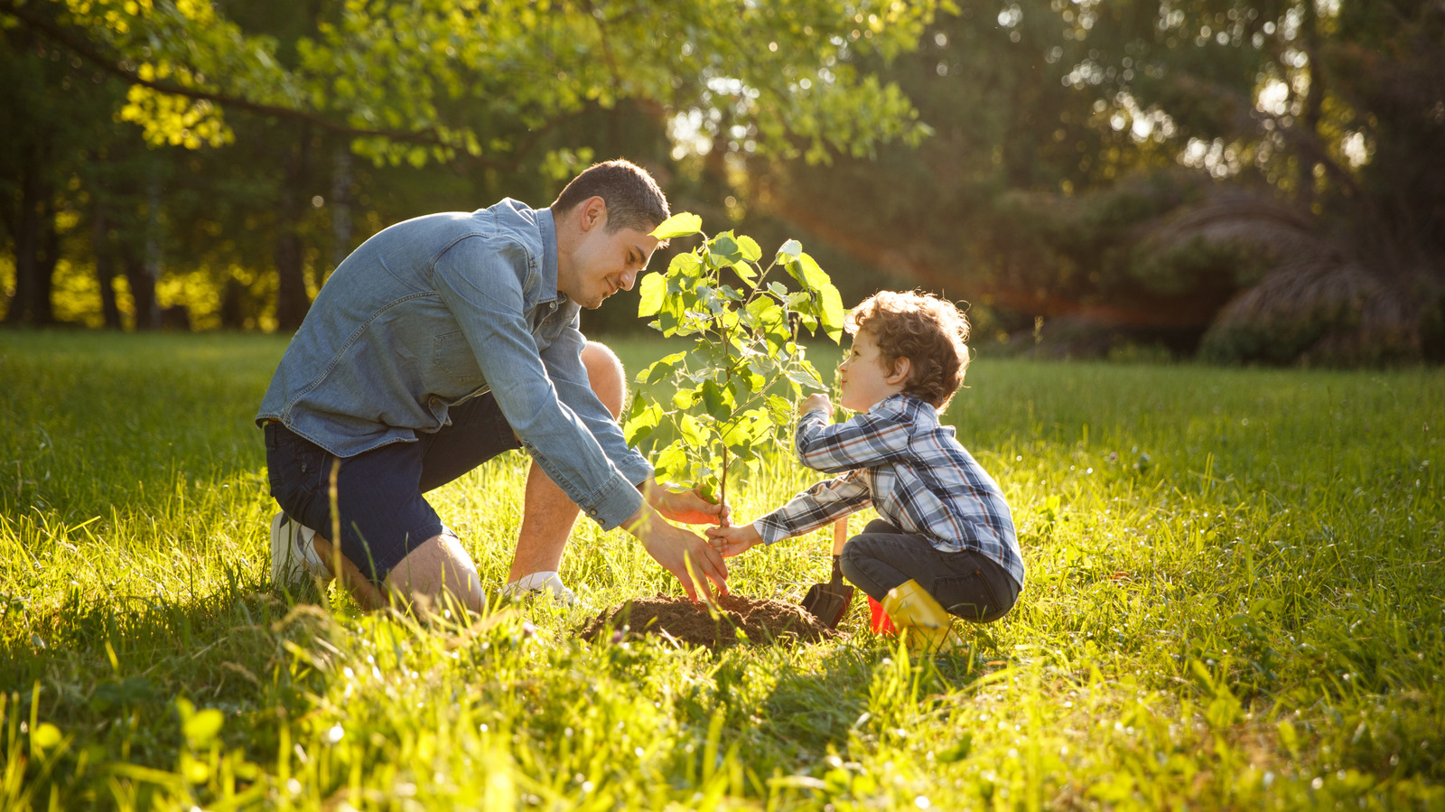How Far Off Your Property Line Should You Plant Trees?