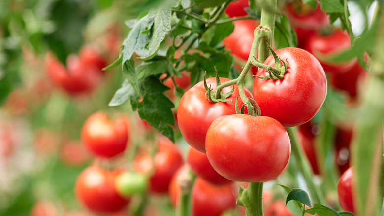 Ripe tomatoes on the vine