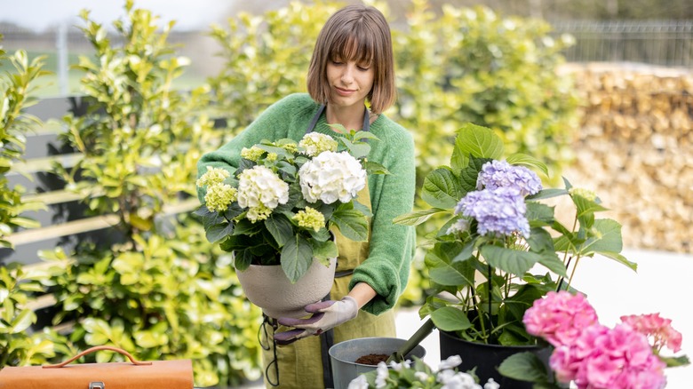 Woman with potted hydrangea