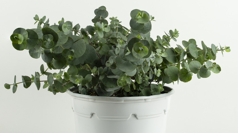 young eucalyptus plant in pot