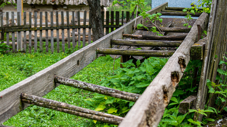 Old vintage wooden ladder in yard