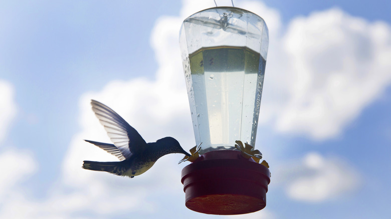 hummingbird feeder and hummingbird