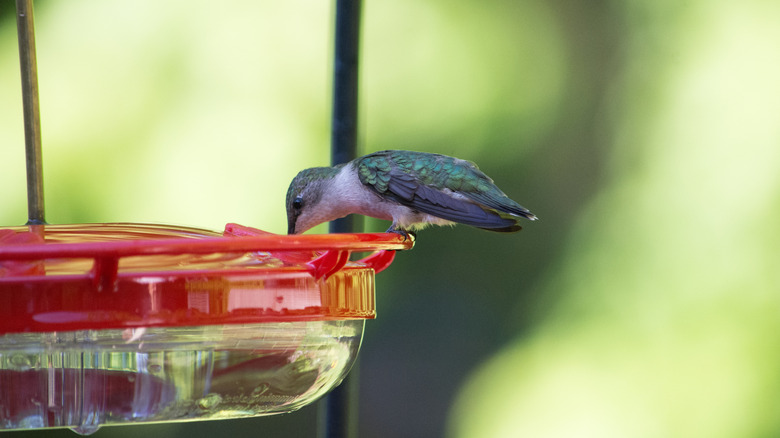 hummingbird perched on a feeder