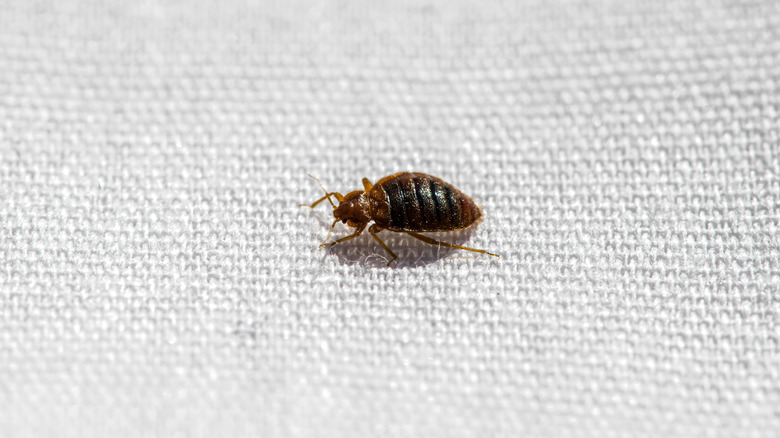Bed bug close up
