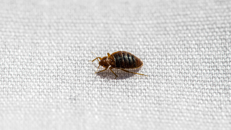 Bed bug close up