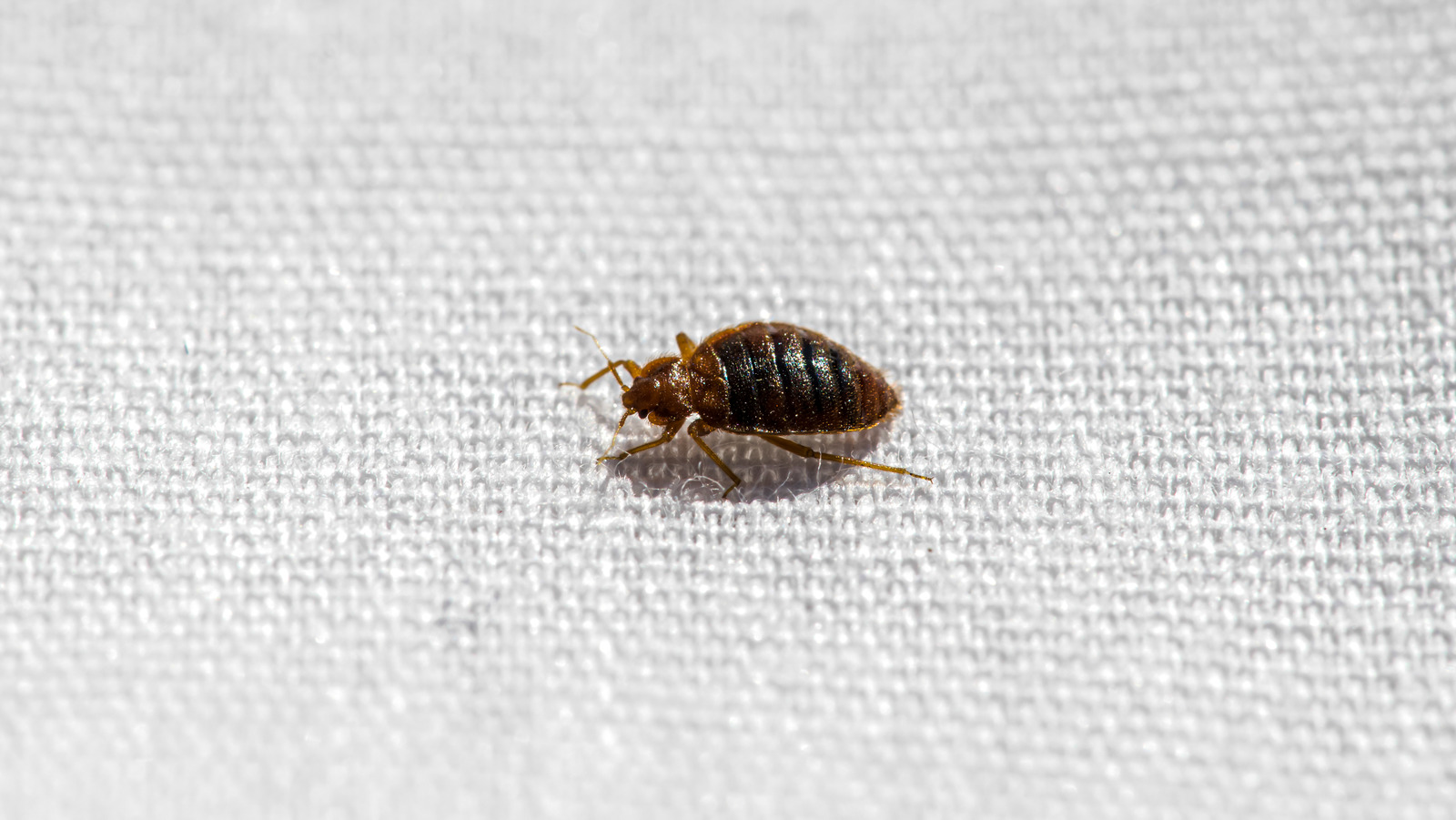 How Hot Does The Laundry Temperature Need To Be To Kill Bed Bugs