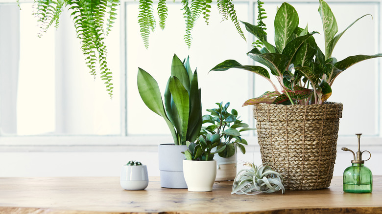 house plants in pots