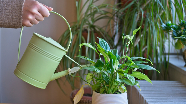 Woman watering a Peace Lily