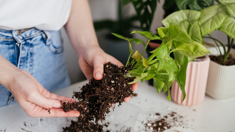 Woman inspecting roots for root rot