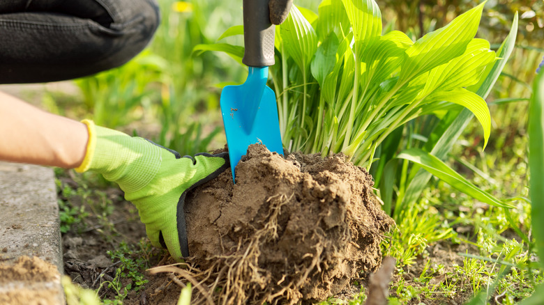 gardener dividing hosta