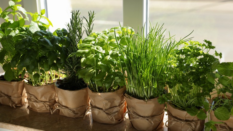 Potted herbs by a window