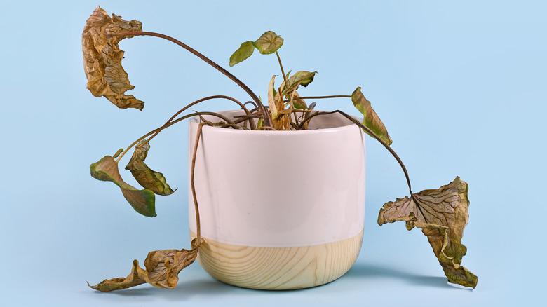 Dead and wilting potted plant