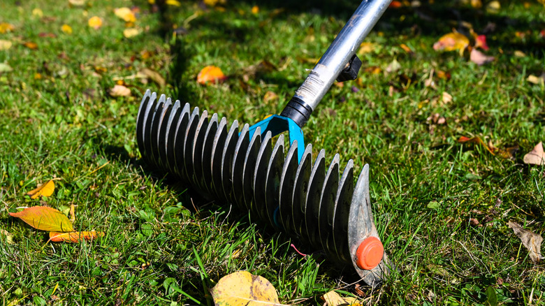 dethatch lawn rake with fall leaves on the ground