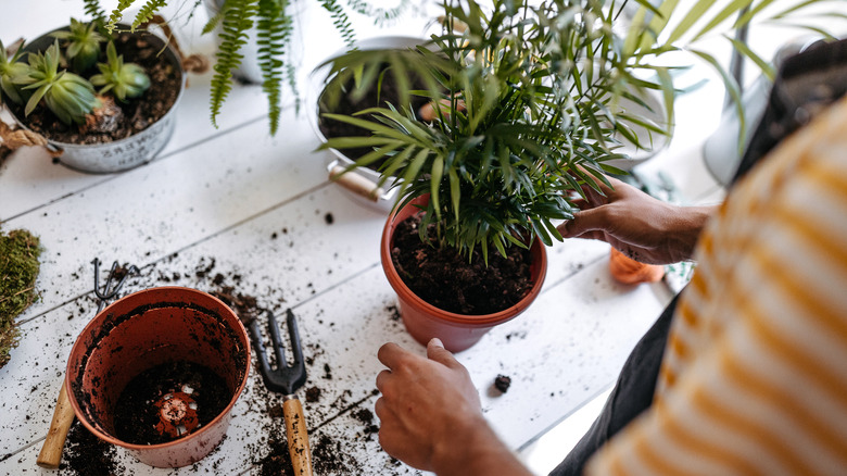 Potting a new plant